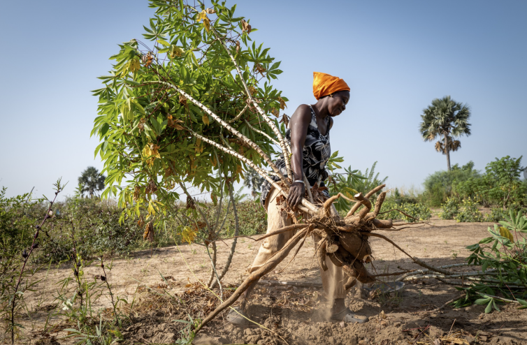 Senegal Reforestation