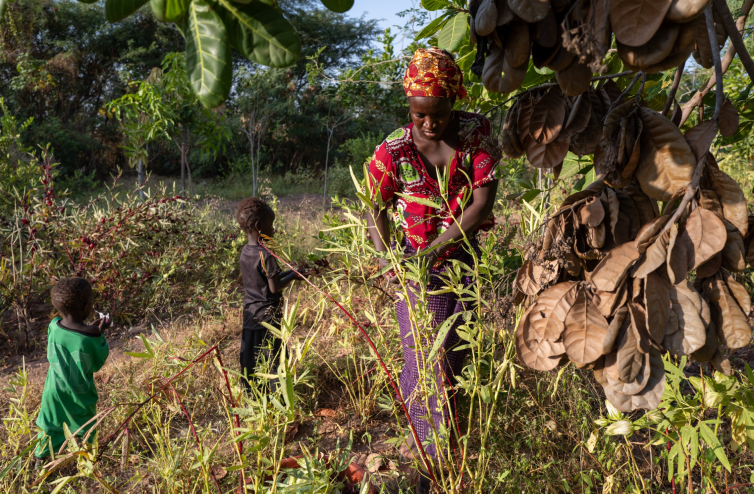 Senegal Reforestation - Image 3