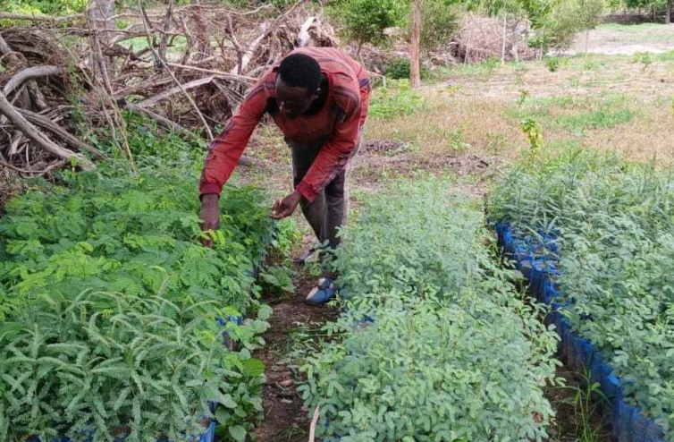 Senegal Reforestation - Image 4