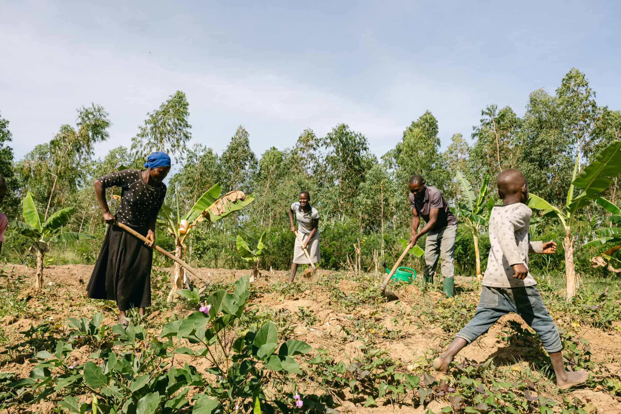 Forest Gardens - Mount Elgon - Image 2