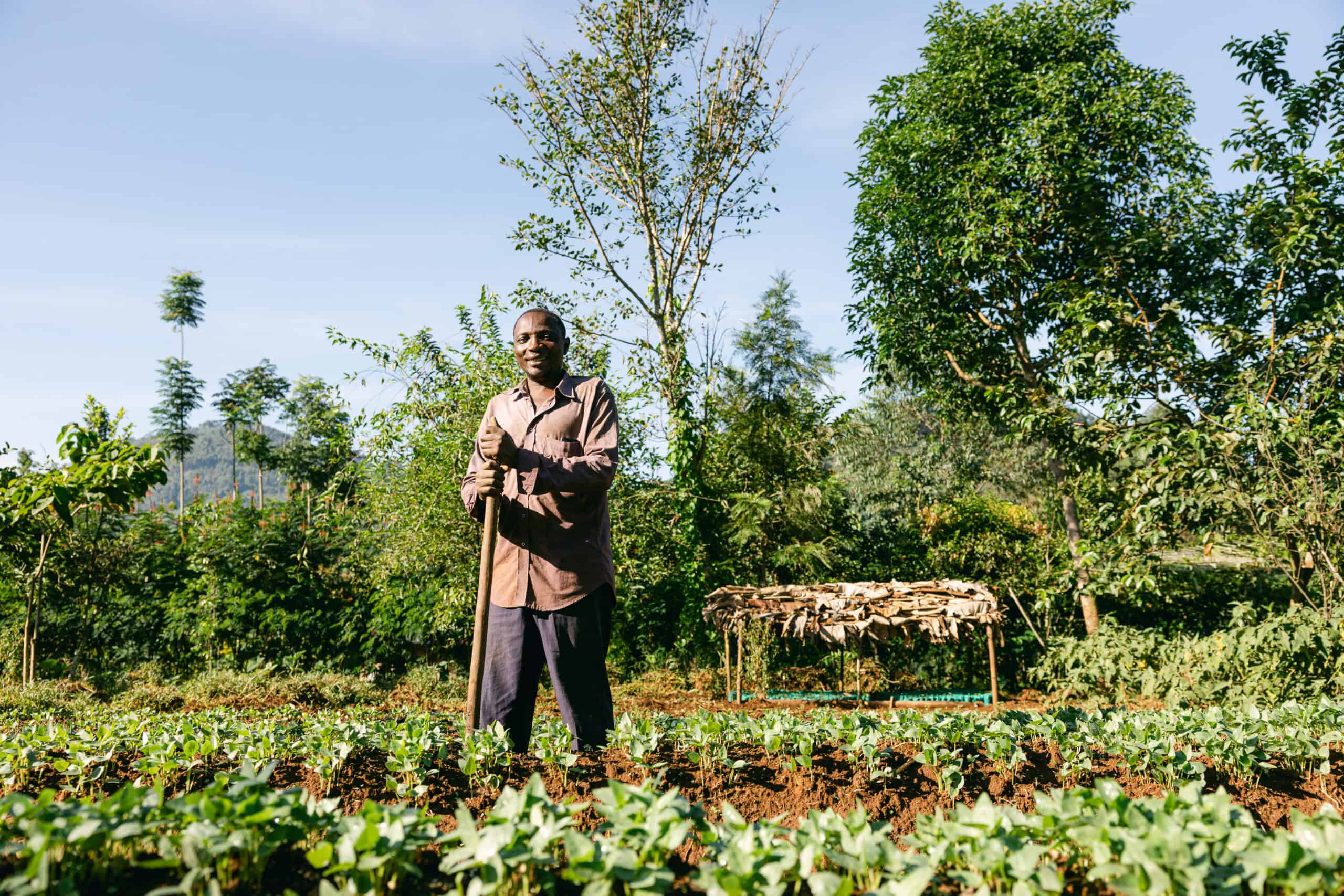 Forest Gardens - Mount Elgon - Image 3