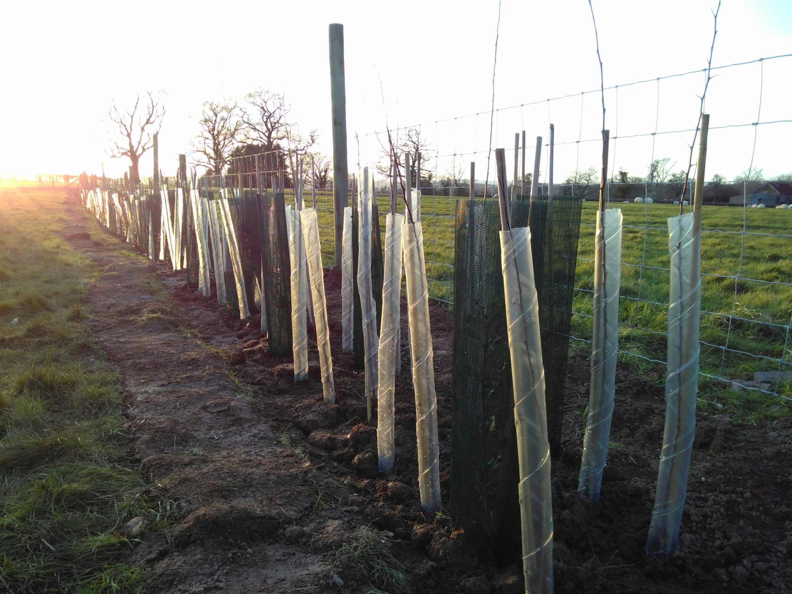 What is Corporate Tree Planting? (And How to Implement It Successfully)